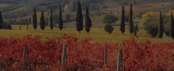 Odkryj smaki i tradycje włoskich winnic